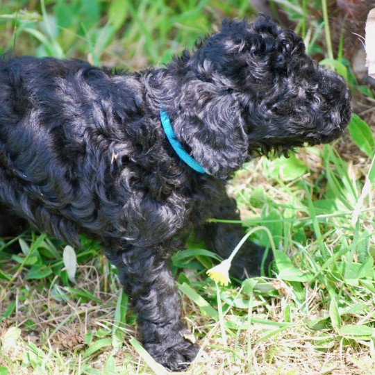 chiot Caniche Noir Apollo Elevage zadatis  caniche , teckel