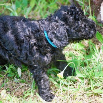 chiot Caniche Noir Apollo Elevage zadatis caniche , teckel chiot Caniche Noir Apollo Elevage zadatis caniche , teckel