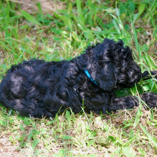 chiot Caniche Noir Apollo Elevage zadatis  caniche , teckel