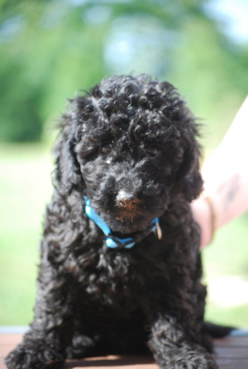ZADATIS Apollo Mâle Caniche