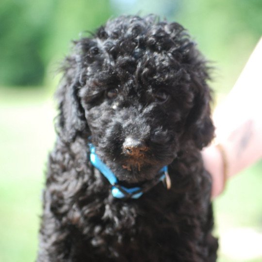 chiot Caniche Noir Apollo Elevage zadatis  caniche , teckel
