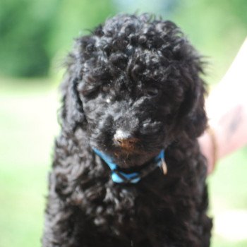 chiot Caniche Noir Apollo Elevage zadatis caniche , teckel chiot Caniche Noir Apollo Elevage zadatis caniche , teckel