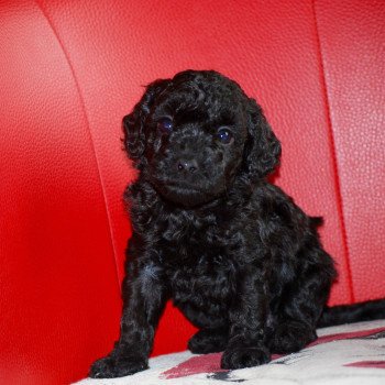 chiot Caniche Noire Axa Elevage zadatis caniche , teckel chiot Caniche Noire Axa Elevage zadatis caniche , teckel