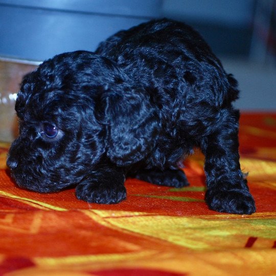chiot Caniche Noire Axa Elevage zadatis  caniche , teckel