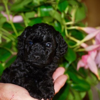 chiot Caniche Noire Axa Elevage zadatis caniche , teckel chiot Caniche Noire Axa Elevage zadatis caniche , teckel