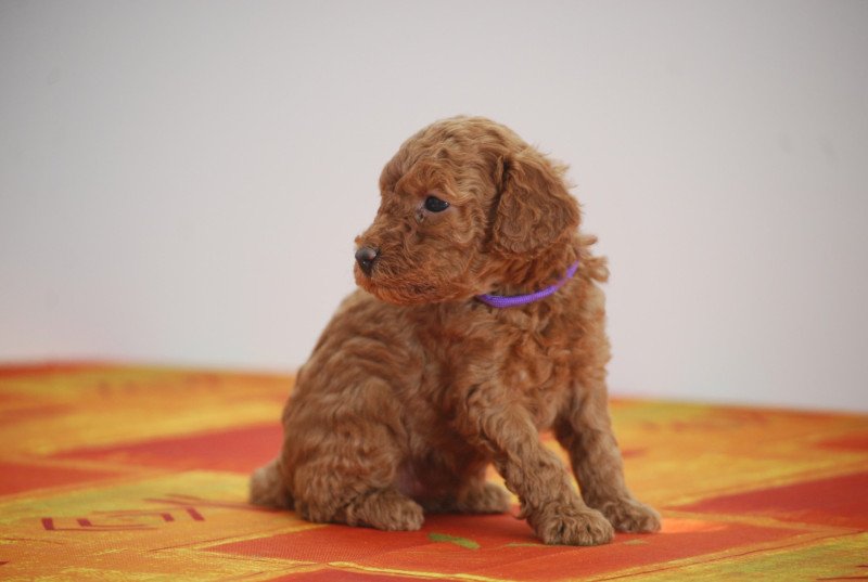 ZADATIS Azalée Femelle Caniche