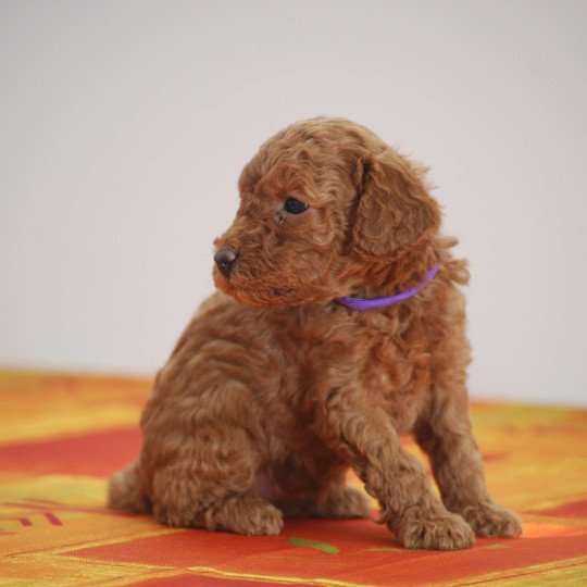 chiot Caniche Fauve rouge Azalée Elevage zadatis  caniche , teckel