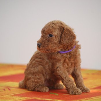 chiot Caniche Fauve rouge Azalée Elevage zadatis  caniche , teckel