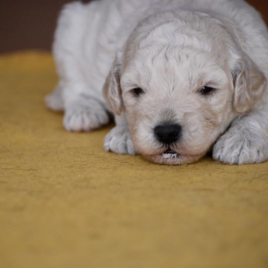 chiot Caniche Champagne Baddy Elevage zadatis  caniche , teckel