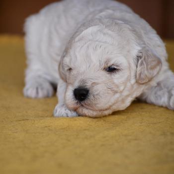chiot Caniche Champagne Baddy Elevage zadatis  caniche , teckel