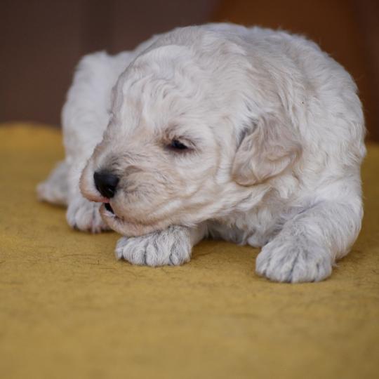 chiot Caniche Champagne Baddy Elevage zadatis  caniche , teckel