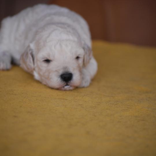 chiot Caniche Champagne Baddy Elevage zadatis  caniche , teckel