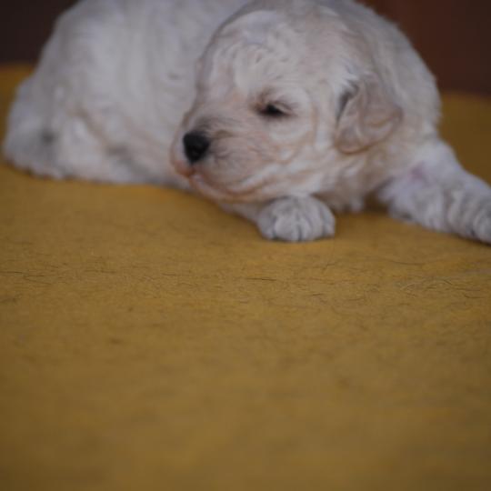 chiot Caniche Champagne Baddy Elevage zadatis  caniche , teckel