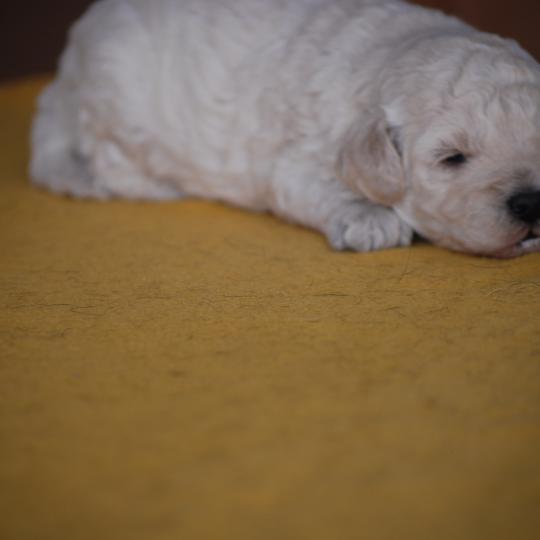 chiot Caniche Champagne Baddy Elevage zadatis  caniche , teckel