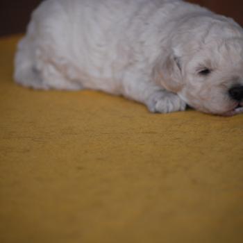chiot Caniche Champagne Baddy Elevage zadatis  caniche , teckel
