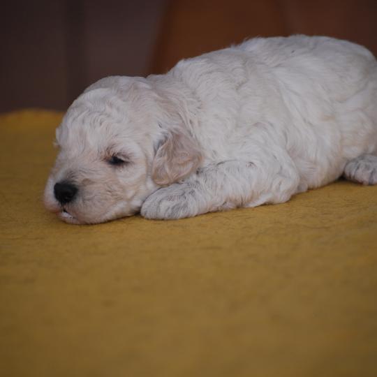 chiot Caniche Champagne Baddy Elevage zadatis  caniche , teckel