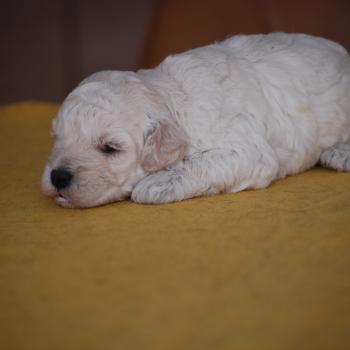 chiot Caniche Champagne Baddy Elevage zadatis  caniche , teckel