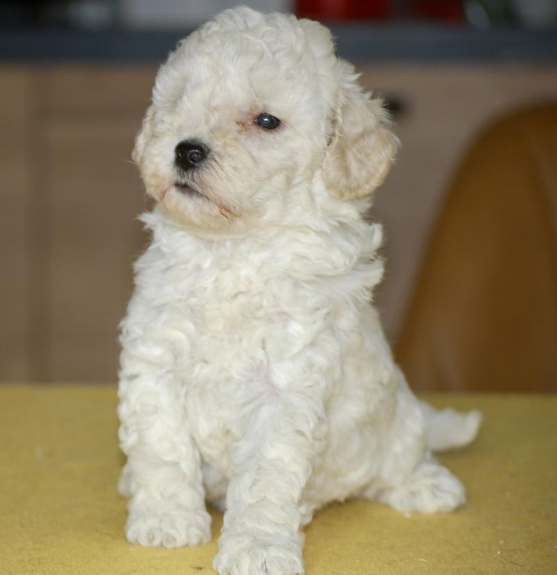 ZADATIS Baddy Mâle Caniche