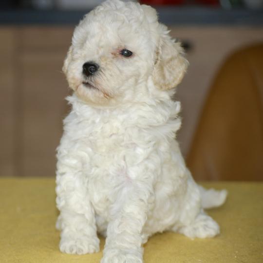 ZADATIS Baddy Mâle Caniche