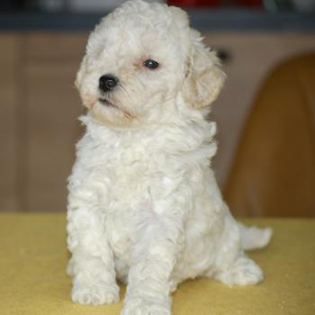 chiot Caniche Champagne Baddy Elevage zadatis  caniche , teckel