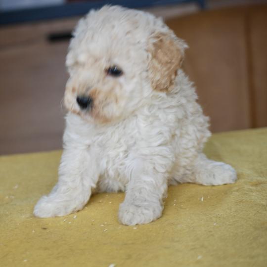 chiot Caniche Champagne Baddy Elevage zadatis  caniche , teckel