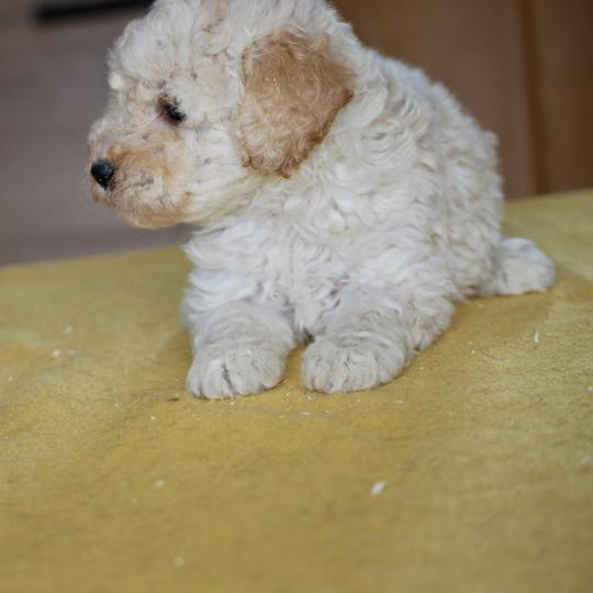 chiot Caniche Champagne Baddy Elevage zadatis  caniche , teckel