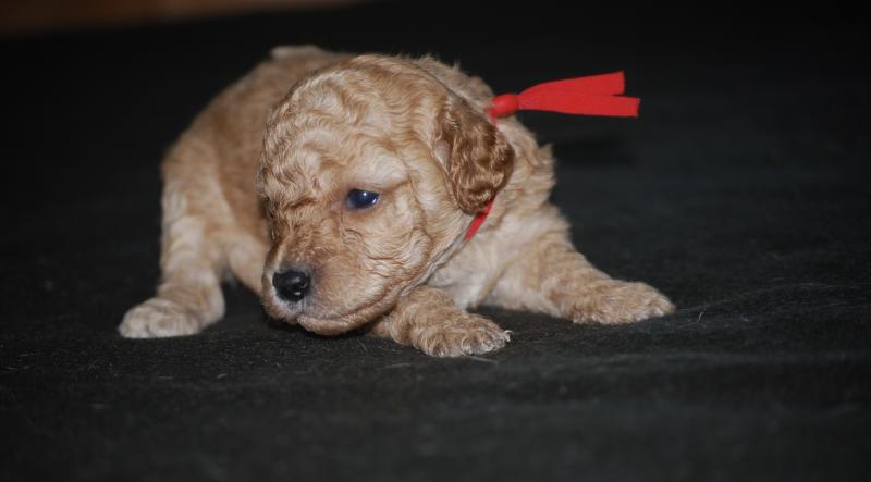 ZADATIS Badi col rouge Femelle Caniche
