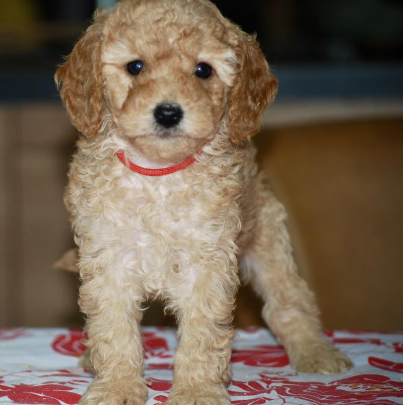 ZADATIS Badi col rouge Femelle Caniche