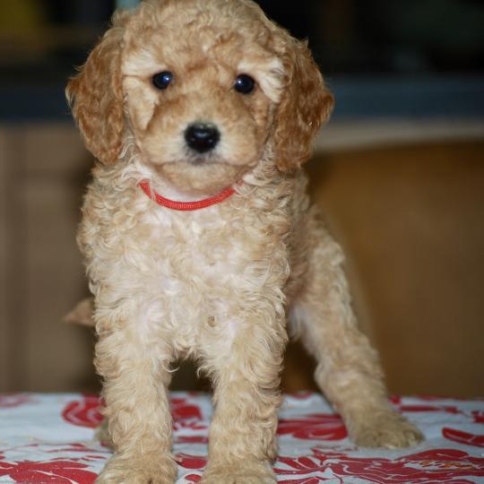 ZADATIS Badi col rouge Femelle Caniche