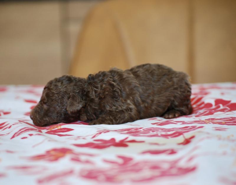 ZADATIS Bahia Femelle Caniche