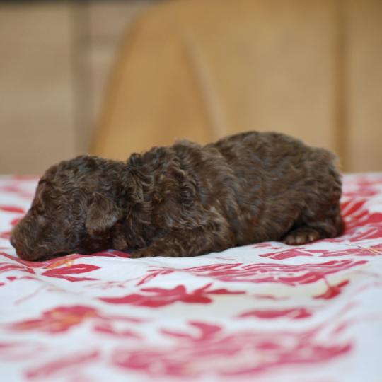 chiot Caniche Chocolat Bahia Elevage zadatis  caniche , teckel