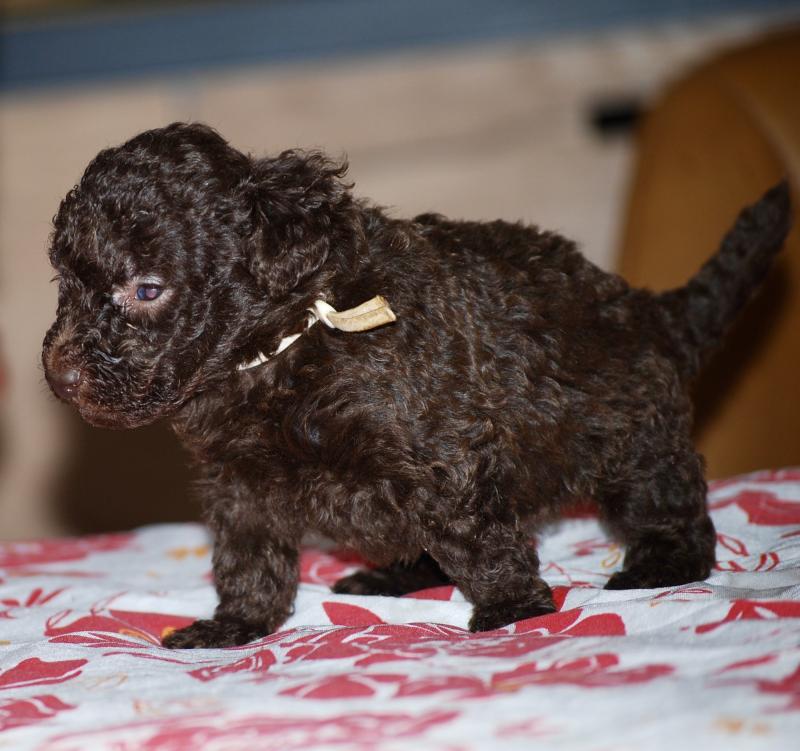 ZADATIS Bahia Femelle Caniche