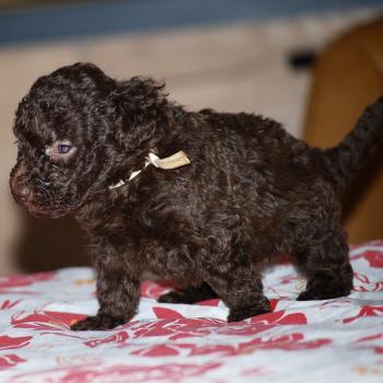chiot Caniche Chocolat Bahia Elevage zadatis  caniche , teckel