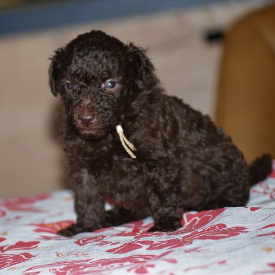 chiot Caniche Chocolat Bahia Elevage zadatis  caniche , teckel