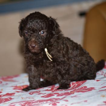 chiot Caniche Chocolat Bahia Elevage zadatis  caniche , teckel