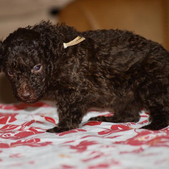 chiot Caniche Chocolat Bahia Elevage zadatis  caniche , teckel