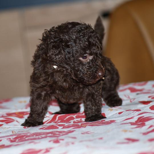 chiot Caniche Chocolat Bahia Elevage zadatis  caniche , teckel