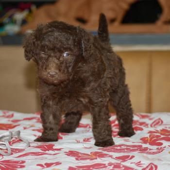 chiot Caniche Chocolat Bahia col gris clair Elevage zadatis  caniche , teckel