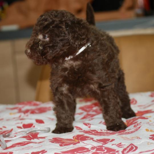 chiot Caniche Chocolat Bahia col gris clair Elevage zadatis  caniche , teckel
