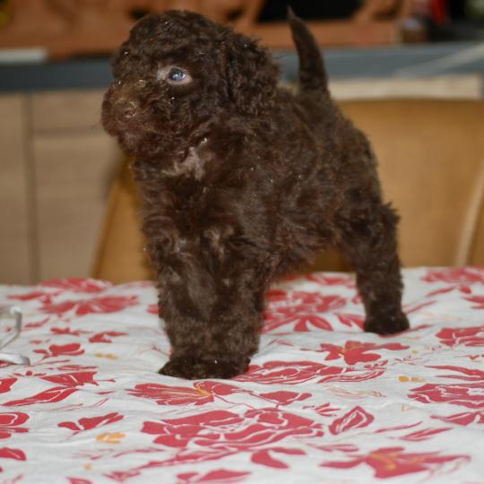 chiot Caniche Chocolat Bahia col gris clair Elevage zadatis  caniche , teckel