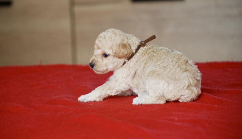 ZADATIS BAIA Femelle Caniche