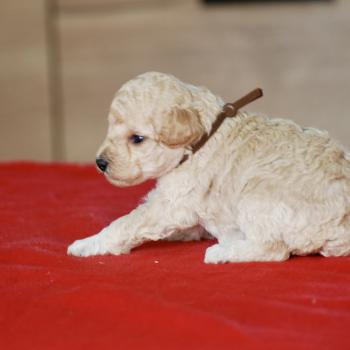 chiot Caniche Champagne BAIA Elevage zadatis  caniche , teckel