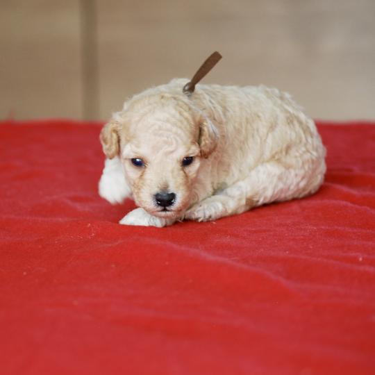 chiot Caniche Champagne BAIA Elevage zadatis  caniche , teckel