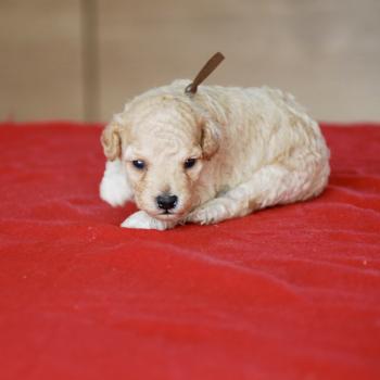 chiot Caniche Champagne BAIA Elevage zadatis  caniche , teckel