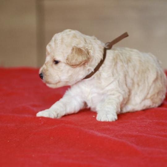 chiot Caniche Champagne BAIA Elevage zadatis  caniche , teckel