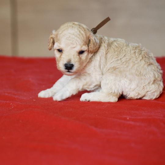 chiot Caniche Champagne BAIA Elevage zadatis  caniche , teckel