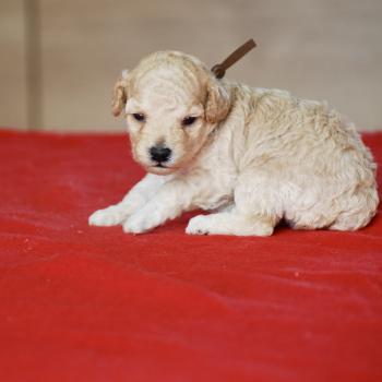 chiot Caniche Champagne BAIA Elevage zadatis  caniche , teckel