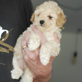 chiot Caniche Champagne BAIA Elevage zadatis  caniche , teckel