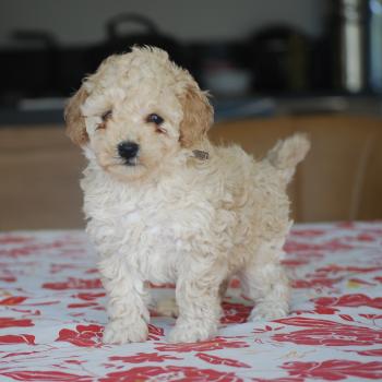 chiot Caniche Champagne BAIA Elevage zadatis  caniche , teckel