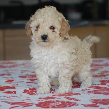 chiot Caniche Champagne BAIA Elevage zadatis  caniche , teckel